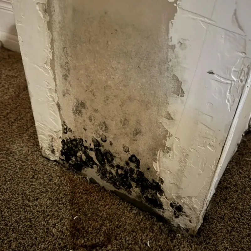 Professional Mold Removal in Red Bank, SC